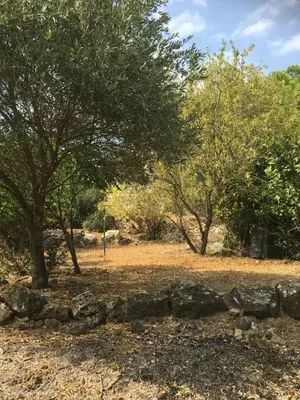 a tree and a stone wall in a field at Chez Tatie Ménie in Fraissé-des-Corbières