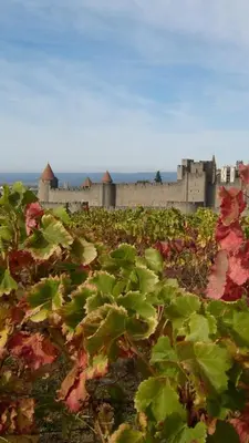 a field of plants with a castle in the background at Chez Tatie Ménie in Fraissé-des-Corbières