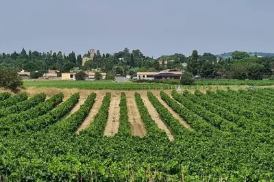 a field of crops with a farm in the background at Ruby - Gîte 2 chambres dans vieux prieuré près de Carcassonne in Sainte-Eulalie