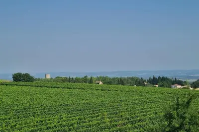 a large field of green crops on a hill at Ruby - Gîte 2 chambres dans vieux prieuré près de Carcassonne in Sainte-Eulalie