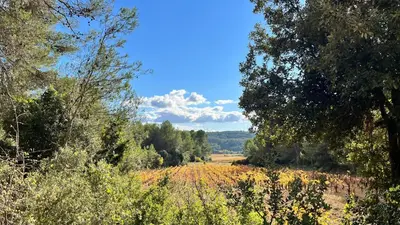 a field of flowers with trees in the background at Tiny House Belleraze in Saint-Jean-de-Minervois