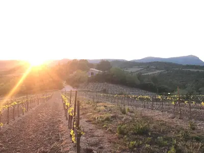 a view of a vineyard with the sun setting at Bergerie éco-gîte Serre Rouge in Durban-Corbières