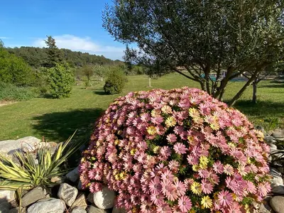 a large bush of flowers in a garden at Mas des Tournevents in Lézignan-Corbières