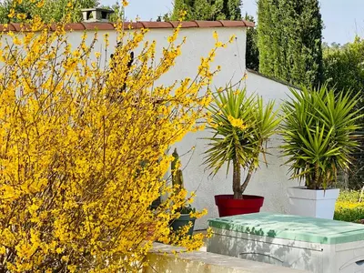 a group of plants with yellow flowers in a yard at Mas des Tournevents in Lézignan-Corbières