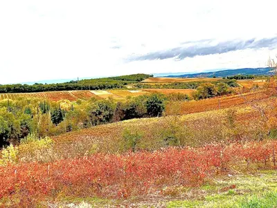 a field full of flowers and trees in a field at L'Ancienne Forge in Villarzel-du-Razès