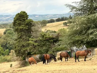 a group of horses grazing in a field at L'Ancienne Forge in Villarzel-du-Razès