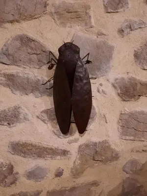a black butterfly sitting on a stone wall at Le Coq du Nord - Mailhac Gîte et Chambres d'Hôtes in Mailhac