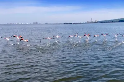 a flock of birds flying over the water at Mobil Home climatisé 6 personnes in Port-la-Nouvelle
