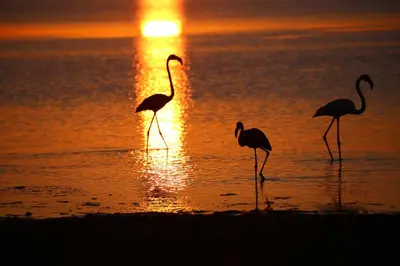 three flamingos walking in the water at sunset at Mas des 4 Vents in Fitou