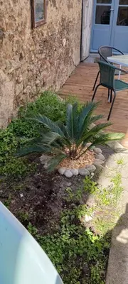 a palm tree in a yard next to a bench at Le 9 de Cour, Chambre Chaco in Carcassonne