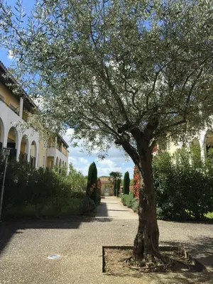 a tree in the middle of a driveway at Les Capucins in Carcassonne
