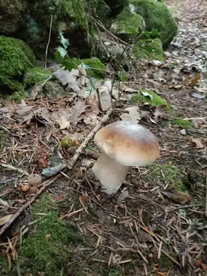 a white mushroom on the ground in the woods at Gîte du Gua des Brasses au bord du lac de la Raviège in La Salvetat
