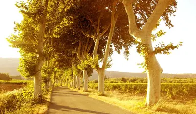 a road lined with trees in the middle of a field at La Petite Maison in Cesseras