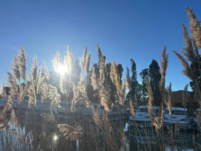 a field of tall grass with the sun in the background at Villa Napoléon Piscine&Jacuzzi in Le Somail