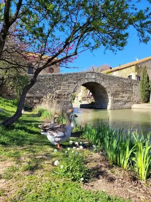 two ducks standing in the grass next to a bridge at Villa Napoléon Piscine&Jacuzzi in Le Somail