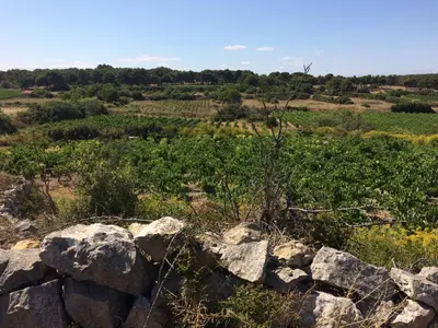 a view of a field from a rock wall at Les Drom's studio in Gruissan