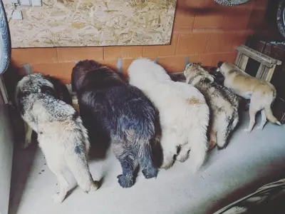 a group of dogs laying next to each other at OXPIRA in Palaja