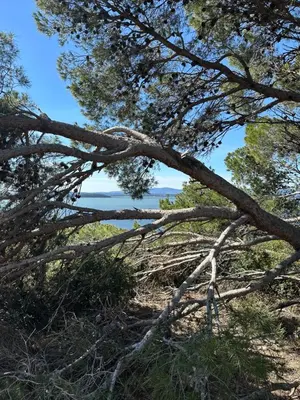 a tree on a hill with a view of the ocean at New Maison tout confort, bord de mer avec Parking Privé in Gruissan