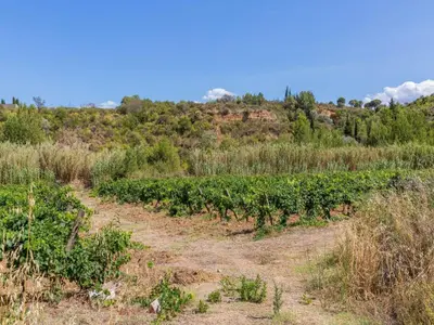 a field of bushes and trees on a hill at Retreat in Saint Denis in Saint-Denis