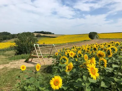 a field of sunflowers next to a wooden gate at les gîtes d'en Julio in Puylaurens