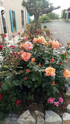 a bunch of flowers in front of a building at La Vigneronne in Villelongue-dʼAude
