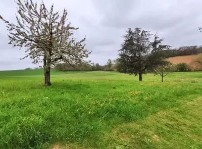 two trees in a field with grass and flowers at Le clos de josephine in Peyregoux