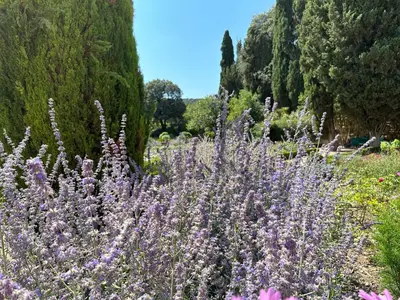 a field of purple flowers with trees in the background at Chez Noisette in Durban-Corbières