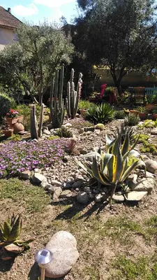 a garden with cacti and plants in a yard at Chambre d'hôtes Le Rougeyras in Roquebrun