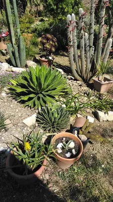a group of plants and cactuses in a garden at Chambre d'hôtes Le Rougeyras in Roquebrun