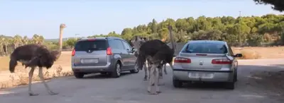 two ostriches walking down a road next to cars at APPARTEMENT 6 PERSONNES in Port-la-Nouvelle