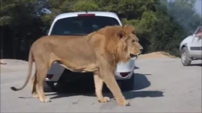 a lion standing in front of a car at APPARTEMENT 6 PERSONNES in Port-la-Nouvelle