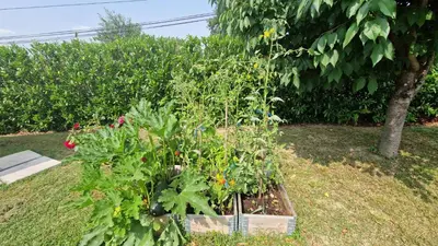 a garden with tomato plants in a box at Chambre d'hôte Lempautoise in Lempaut