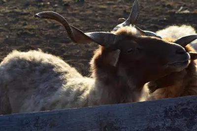 three goats standing next to a wooden fence at Domaine Les Cascades in Ribaute