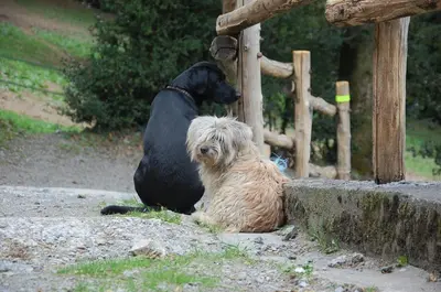 a black dog and a brown dog sitting next to a fence at Les Ecuries de la Sabatarié in Cambounès