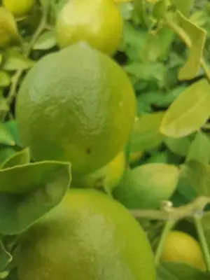 a bunch of green fruit on a tree at Studio Camille in Sainte-Vallière