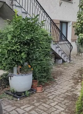 a large plant in a pot next to a staircase at Studio meublé Viane in Viane