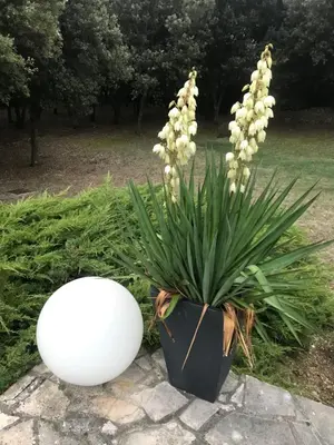 a plant in a black pot next to a white ball at VILLA LOUNA 4 étoiles in Ventenac-Cabardès