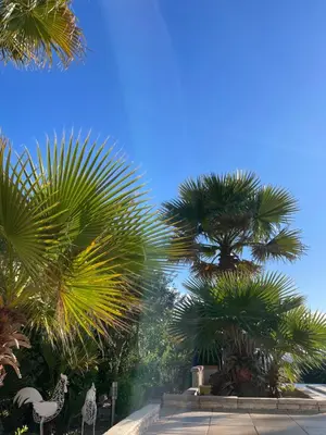 a group of palm trees in a park at Marie Jean Chambre d'hôtes & Gîte in Oupia