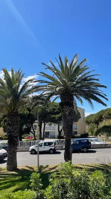 two palm trees in a parking lot with cars at APPARTEMENT T2 GRUISSAN PLAGE DANS RÉSIDENCE CALME in Gruissan