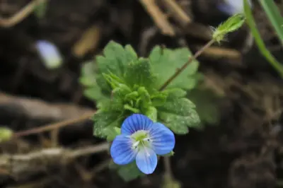 a blue flower with a white center and green leaves at Domaine de la Couderquié in Lautrec