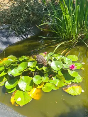 a pond filled with lots of green leaves and flowers at Chambre au Domaine Spa-piscine sauna in Lescout