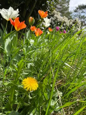 a bunch of flowers in the grass with a yellow flower at Chambre au Domaine Spa-piscine sauna in Lescout