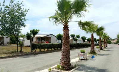 a row of palm trees on the side of a street at Mobilhome Côté mer - 3 Chambres - Climatisé - TV in Sigean