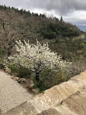 a bush with white flowers on a mountain at La Bergerie in Saint-Vincent