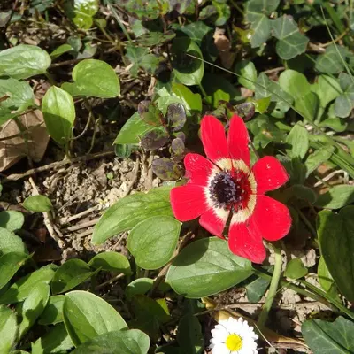 a red flower on a bush with green leaves at L'oustal des Fontanilles in Castelnaudary