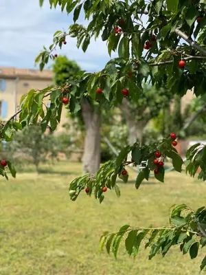 a tree with red berries on it in a field at Le Relais d'Affiac in Peyriac-Minervois