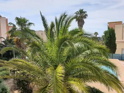 a palm tree in front of some buildings at Appartement GRUISSAN Plage du Grazel in Gruissan