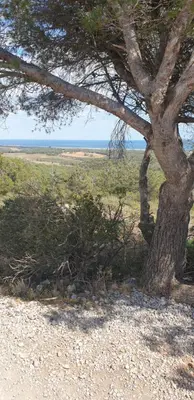 a tree on the beach with the ocean in the background at studio gruissan proche plage des chalets in Gruissan