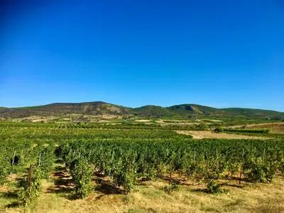 a field with a bunch of green vines at Gîtes Corbières in Montséret