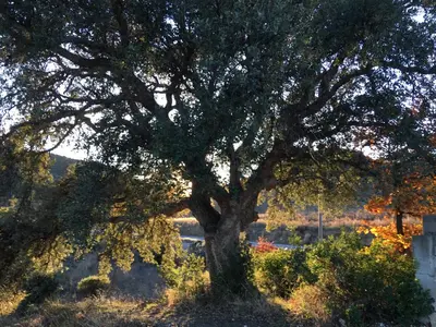 a large tree in the middle of a field at Coeur de nature in Rasiguères
